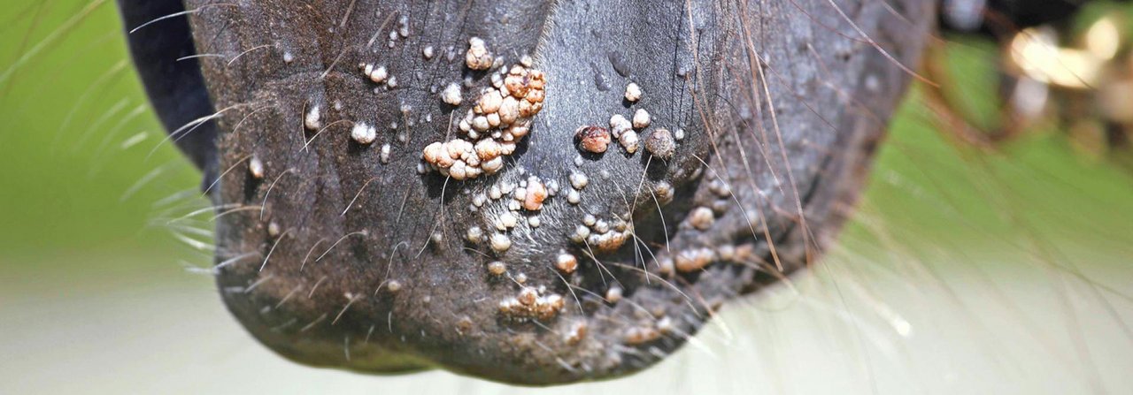 Warzen sind für Pferde harmlos, ähneln aber oft Hauttumoren.