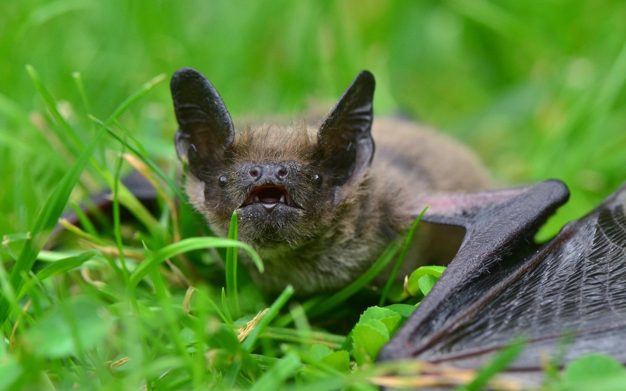 Eine Fledermaus, die am Boden gestrandet ist, braucht immer menschliche Hilfe.