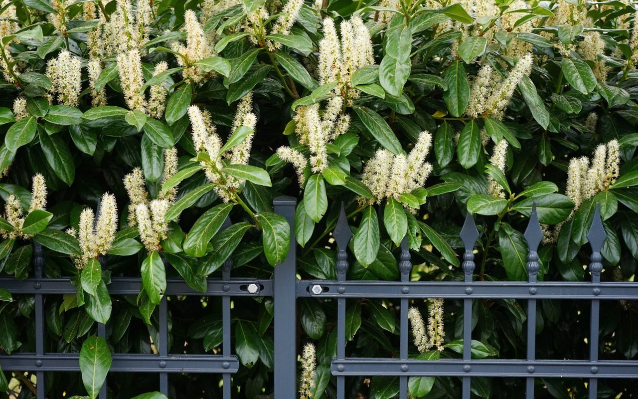 Statt einer schnöden Hecke aus Kirschlorbeer sorgen...