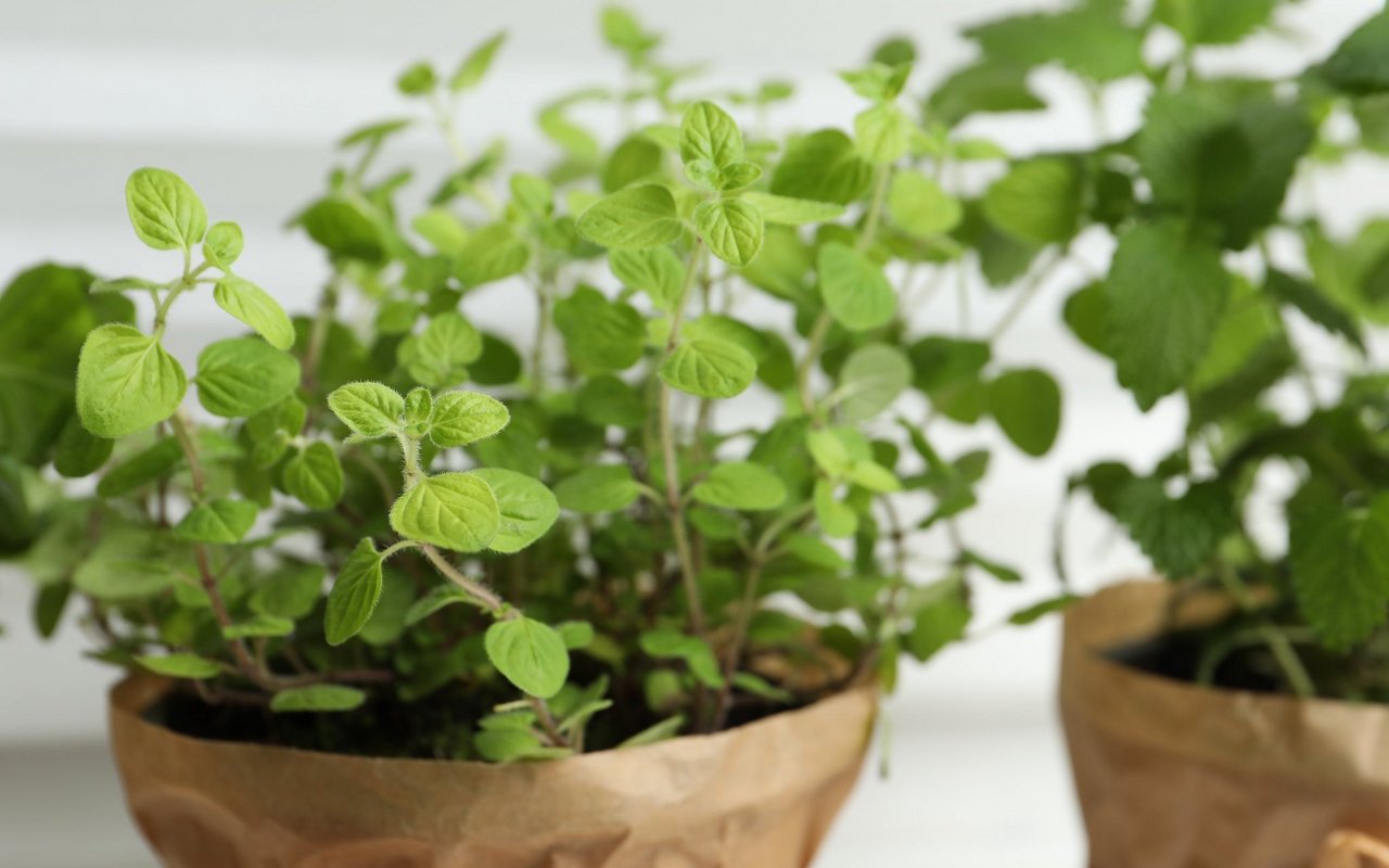 Der Oregano liebt Sonnenlicht und warme Temperaturen. Wie alle mediterranen Kräuter mag sie aber keine Zugluft und sollte nicht über einer Heizung stehen.
