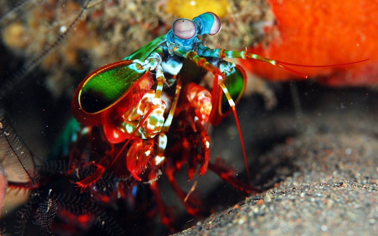 Die Fangschreckenkrebse haben 12-16 verschiedene Farbphotorezeptoren zur Farbanalyse in ihrer Netzhaut. 