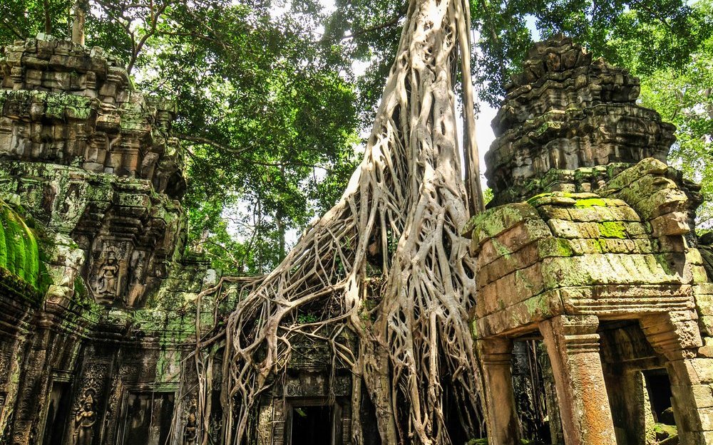Die bekannte Würgefeige überwächst mit ihren Wurzeln im Lauf der Jahrhunderte auch Gebäude wie hier in Angkor Watt in Kambodscha. 
