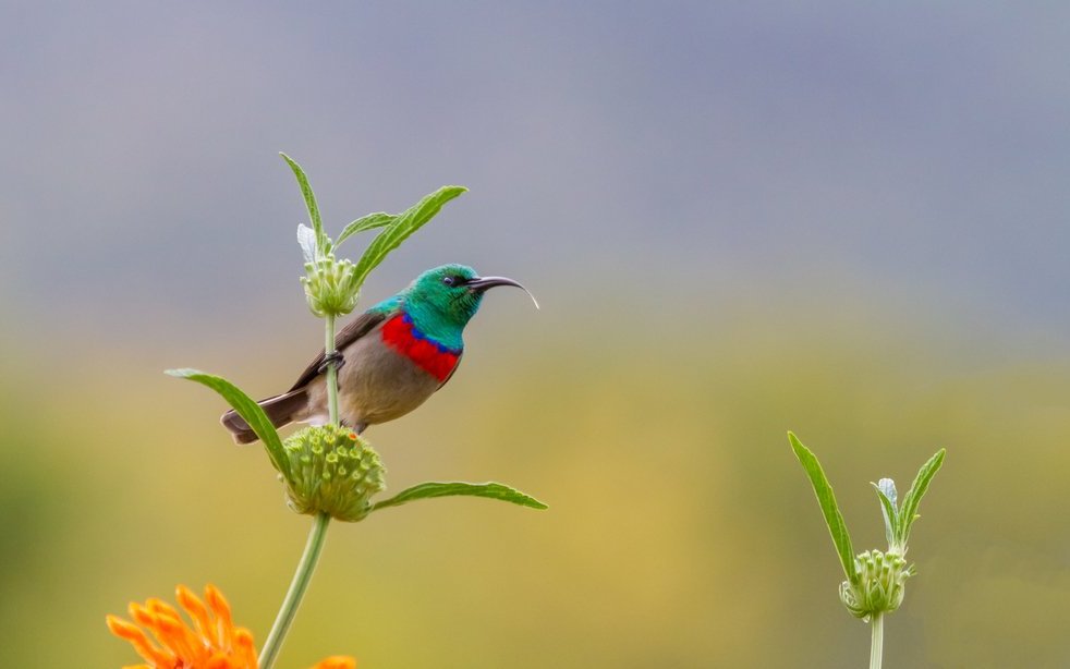 Der Kap-Nektarvogel trinkt mit seinem dünnen Schnabel Nektar aus Blüten und bestäubt sie dabei auch. 