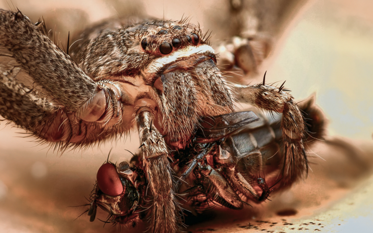 In der Schweiz gibt keine Spinne, deren Biss für den Menschen tödlich endet.