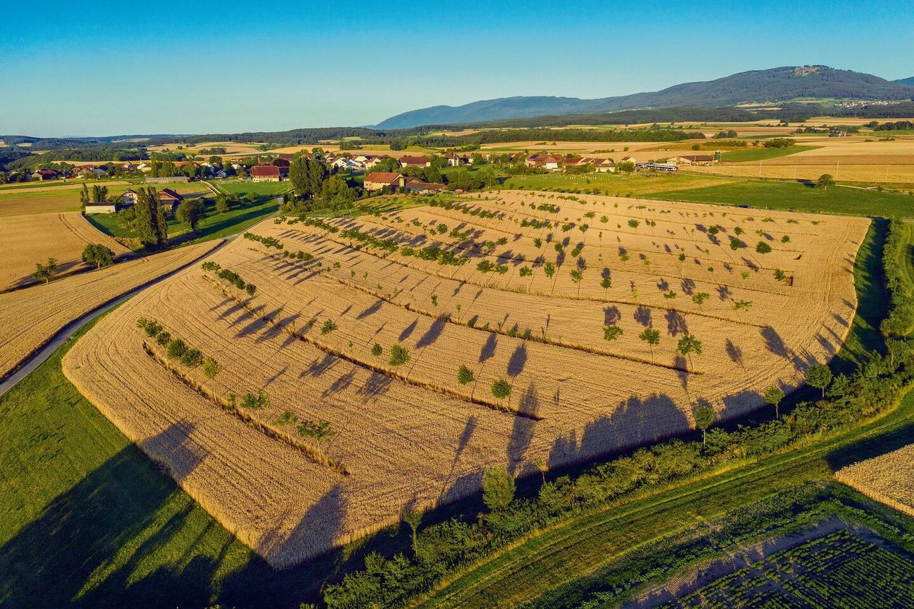 Bei modernen Agroforst-systemen, wie hier in Arnex-sur-Orbe ist die Pflanzung der Bäume der Produktion angepasst. So wird die Nutzung kaum beeinträchtigt.