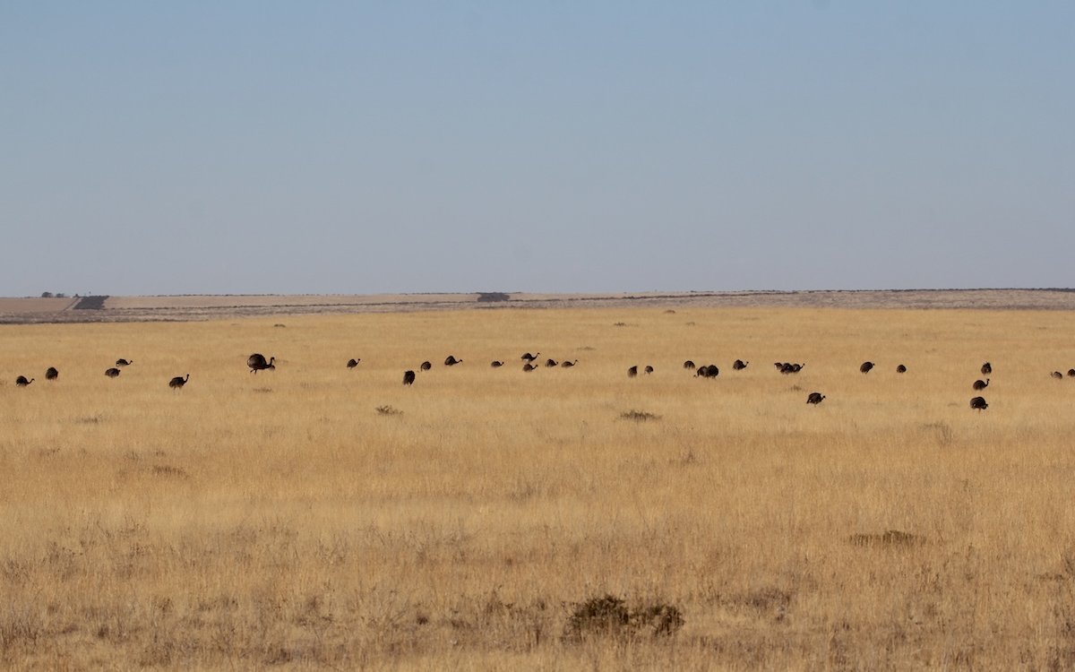 Weite Teile der Pampa bestehen aus Grasland, durch das Nandus streifen. 