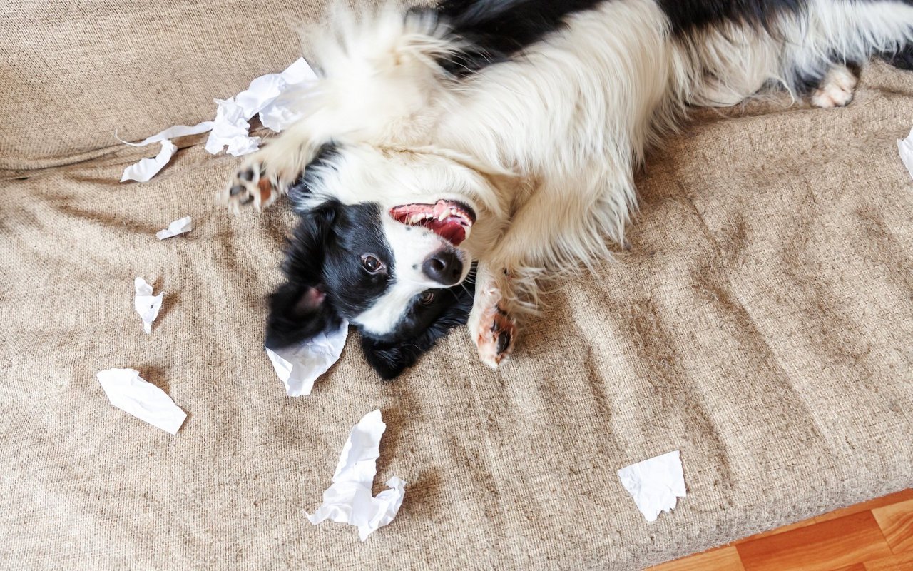 Kein Hundehalter ist perfekt - und das ist ok so. 