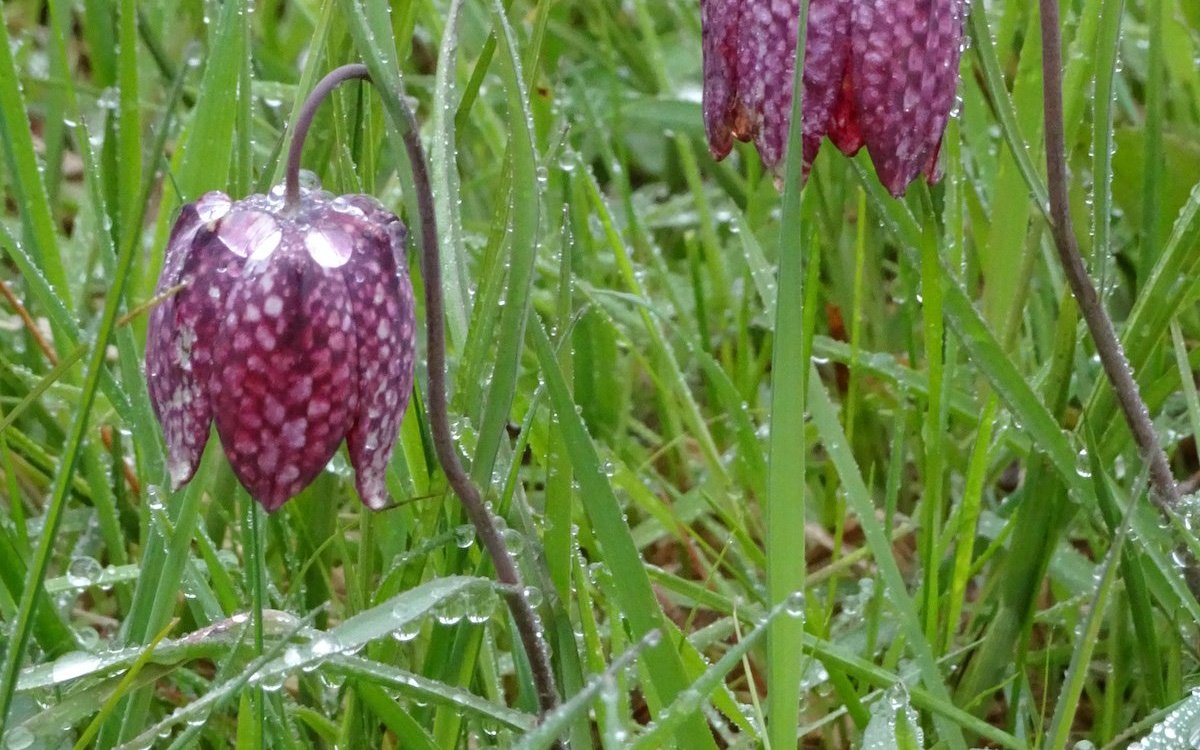 Schachbrettblumen werden auch im Gartenhandel angeboten. Sie gedeihen nur an schattigen Plätzen. 