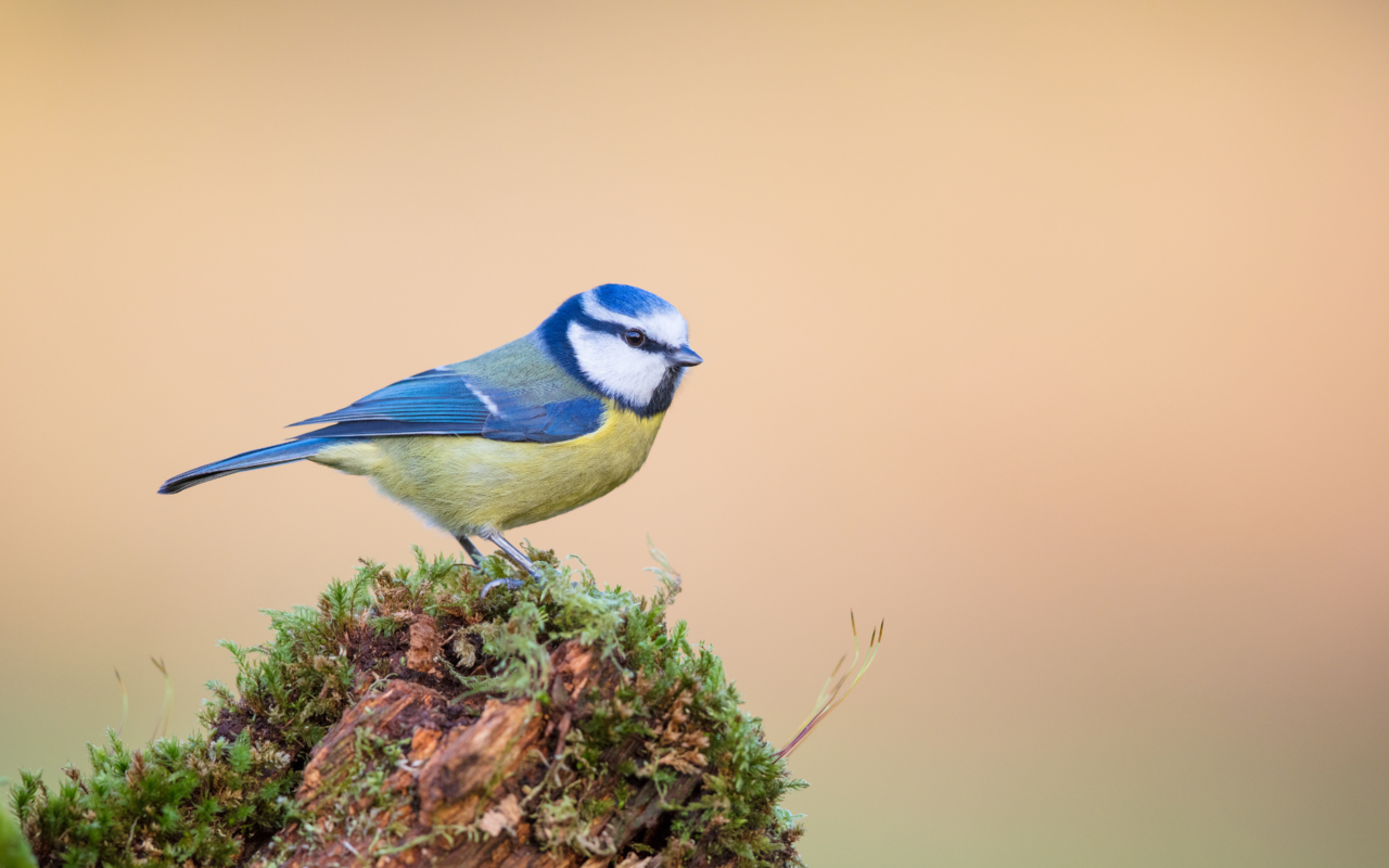 Ein Blick auf häufige Vogelarten direkt vor der Haustür.