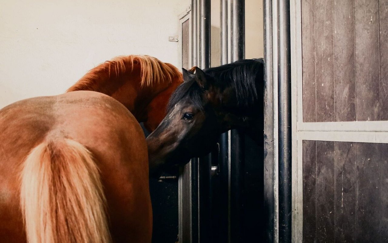 Sozial-Boxen sind eine schöne Möglichkeit, auch Pferden in Einzelhaltung eine Interaktion miteinander zu ermöglichen.