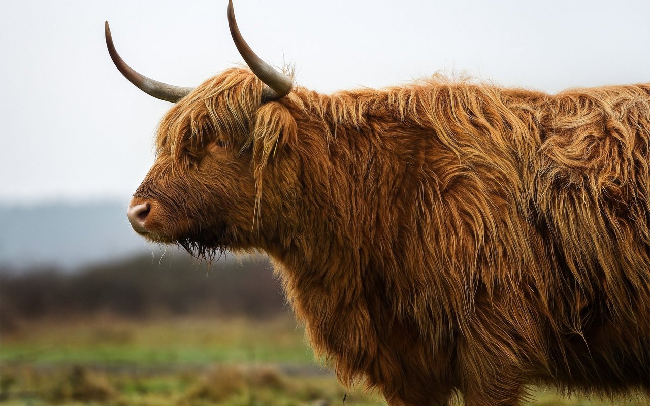 Das auffallendsten Rassenmerkmale des Highland Cattle ist der kurze, breite Kopf mit den weit ausladenden, mächtigen Hörnern.
