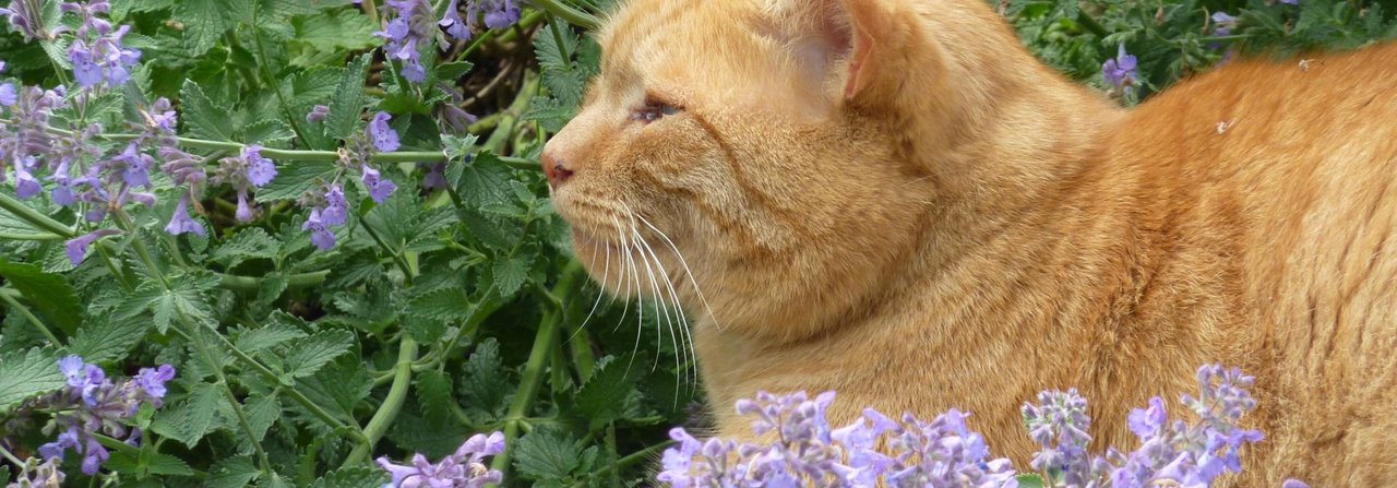 Der Duftstoff aus der Katzenminze wirkt auf manche Katzen ganz besonders anziehend – auf andere dagegen überhaupt nicht.