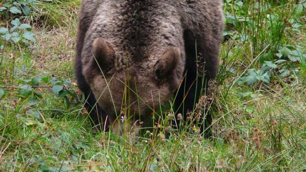 bear-60270_1280.jpg