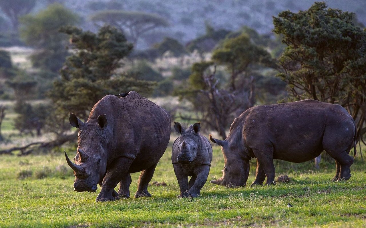 Um die Breitmaulnashörner im Lewa-Reservat zu schützen, setzt der Zoo Zürich auf Partnerschaften in der Region und auf die Bevölkerung. 