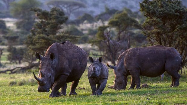 Um die Breitmaul-nashörner im Lewa-Reservat zu schützen, setztder Zoo Zürich auf Partnerschaften in der Region und auf die Bevölkerung. 