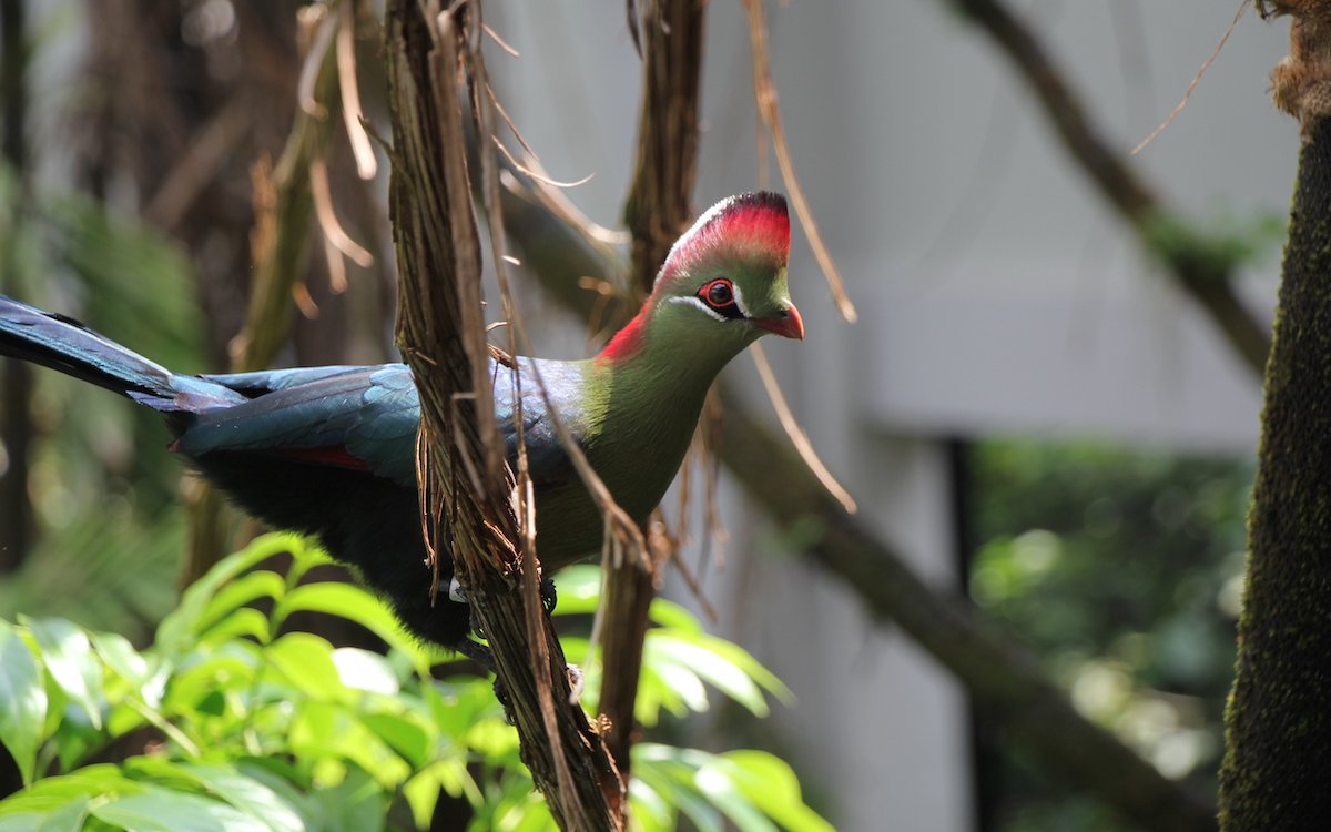 Der Fischerturako in der Kronenschicht im Vogelhaus hält Ausschau. 