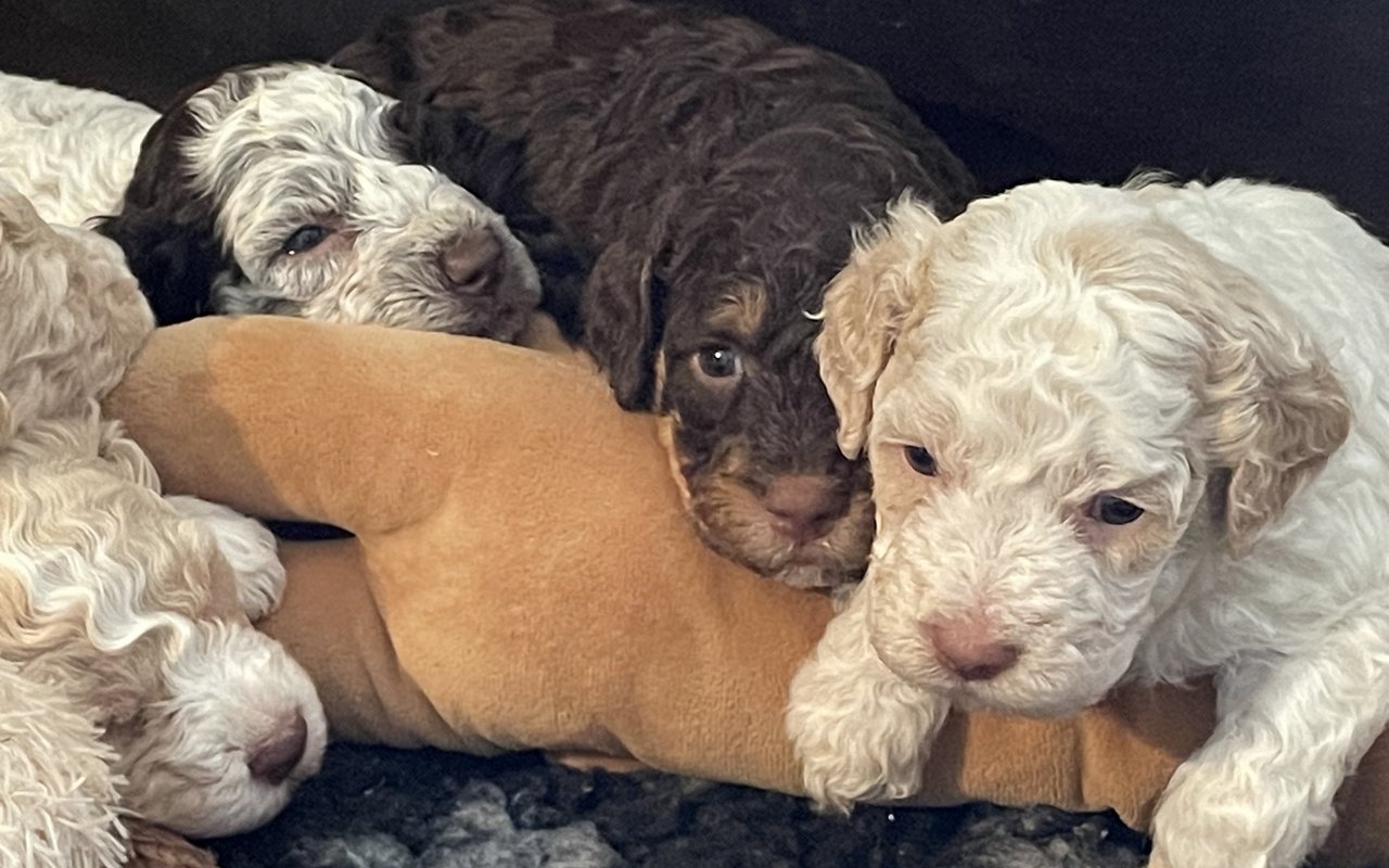 Die unterschiedlichen Farben sieht man auch bei den Lagotto-Welpen. 