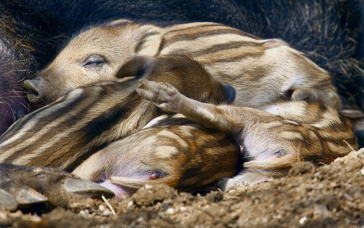 Wenn Melatonin ausgeschüttet wird, schlafen Wildtiere.
