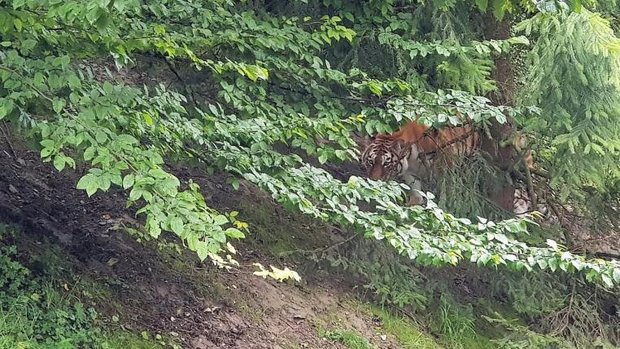 Amurtigerin Irina im Zoo Zürich