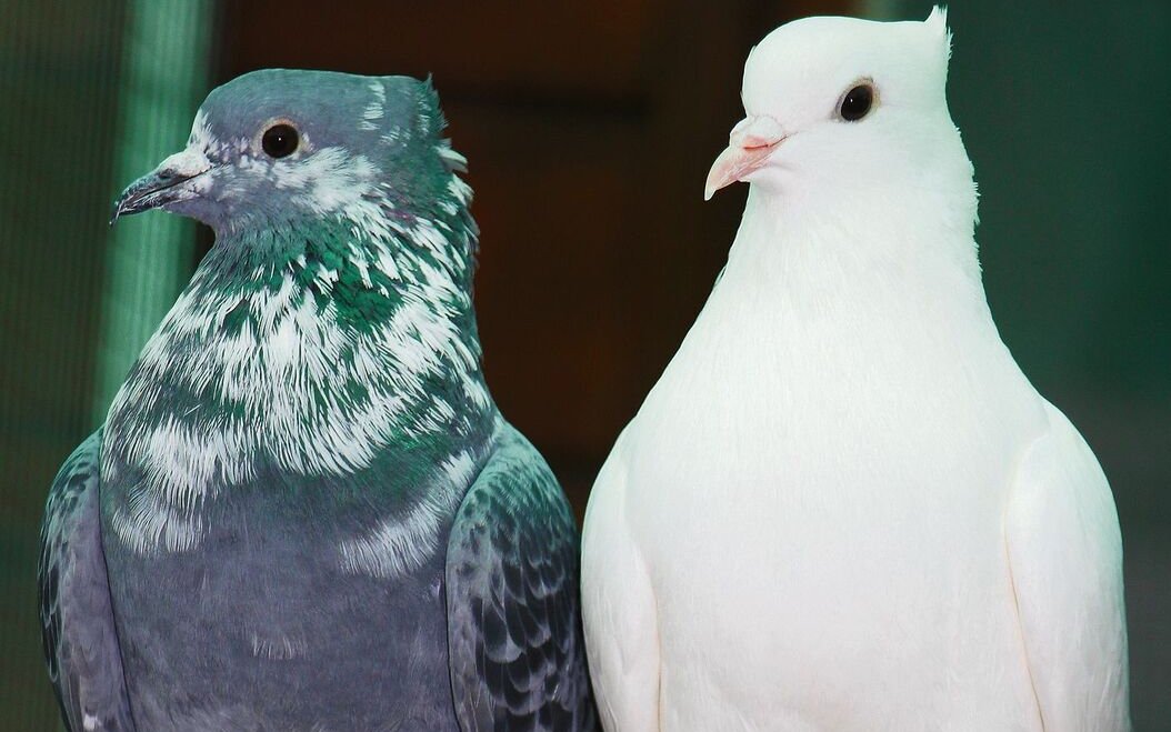 Schweizer Tauben: Berner Gugger (links) und Wiggertaler Farbenschwanz (rechts). 