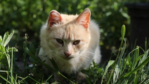 Mittel gegen Katzen: Katzen Vertreiben mit Ultraschall im Jahr