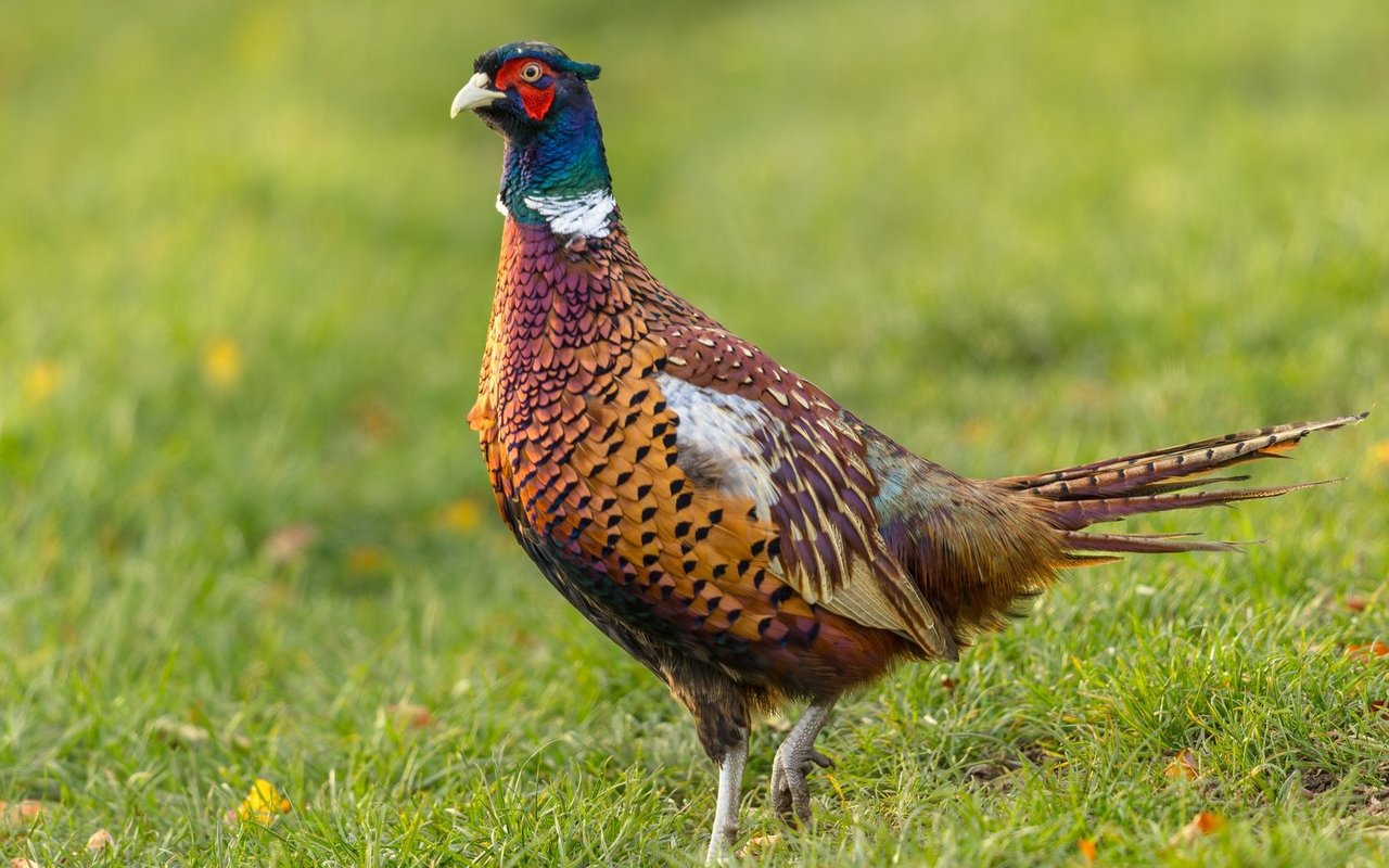 Wie viele Jagdfasane momentan in der Schweiz leben, ist nicht bekannt.