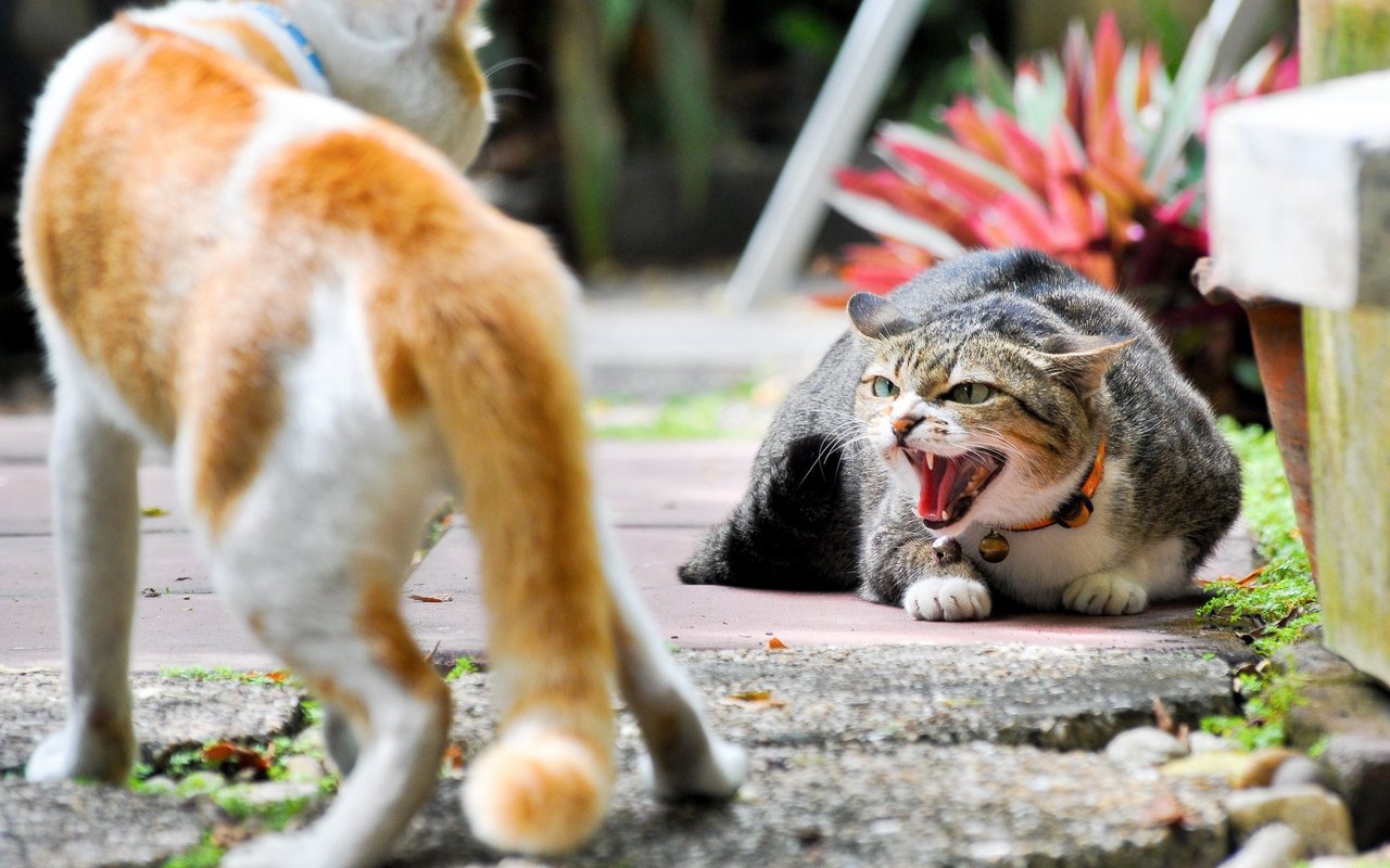 Fauchen ist grundsätzlich ein defensives Verhalten. Ausser, die Katze hat gelernt, dass sie sich nur so Gehör verschaffen kann. 