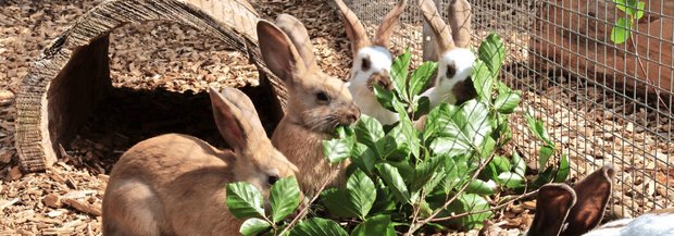 Kaninchen VHK