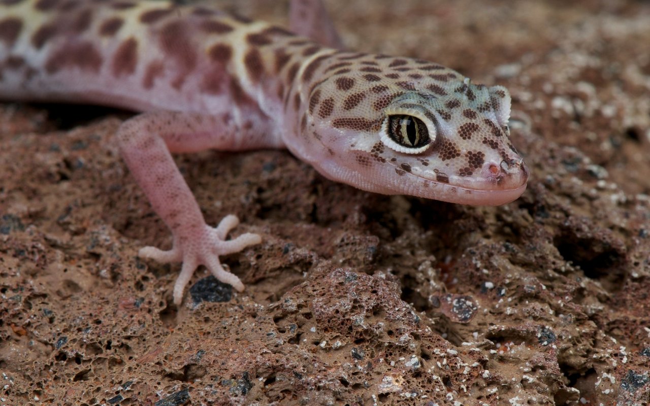 Der Gebänderter Krallengecko ist ungefähr 10-15 cm gross. 