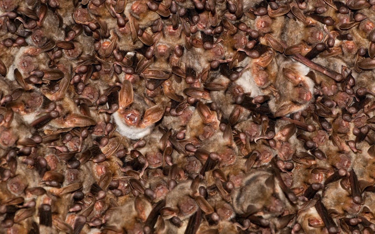 Eine Wochenstube des Grossen Mausohrs kann in der Schweiz bis zu 1500 Weibchen zählen. 