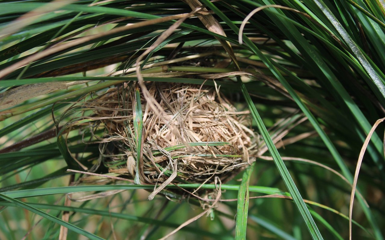 Ein Zwergmaus-Nest.