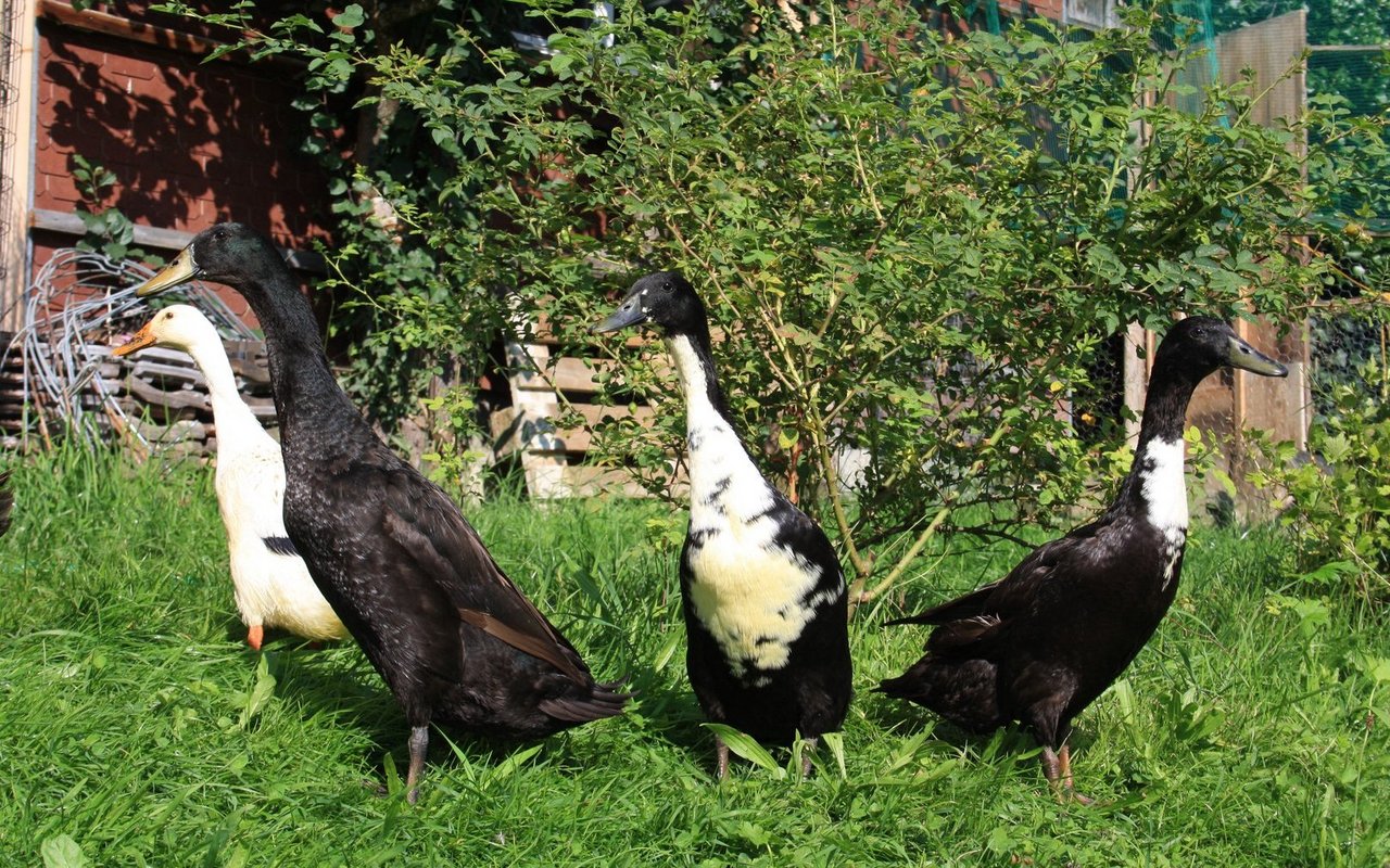 Die Schneckenvertilger sind ebenfalls wichtige Mitarbeiter auf dem Kräuterhof.
