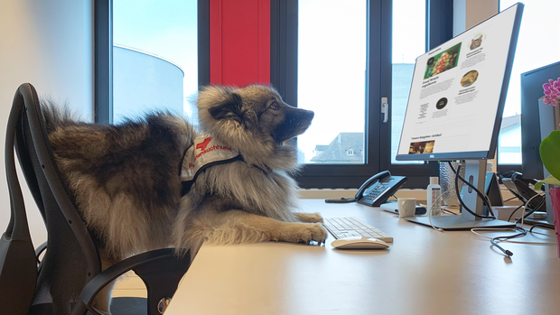 Belka Wolfsspitzhund