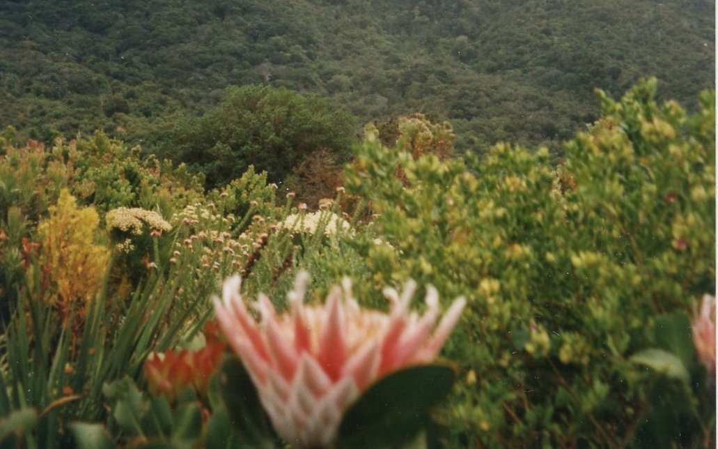 Die Flora am Kap der Guten Hoffnung ist einzigartig. Hier blüht eine Protea an den Hängen des Tafelbergs. 