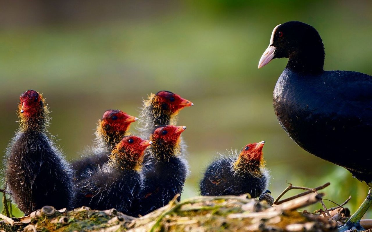 Die auffällige Färbung der Blässhuhnküken animiert die Eltern zum Füttern – und vermeidet Verwechslungen.