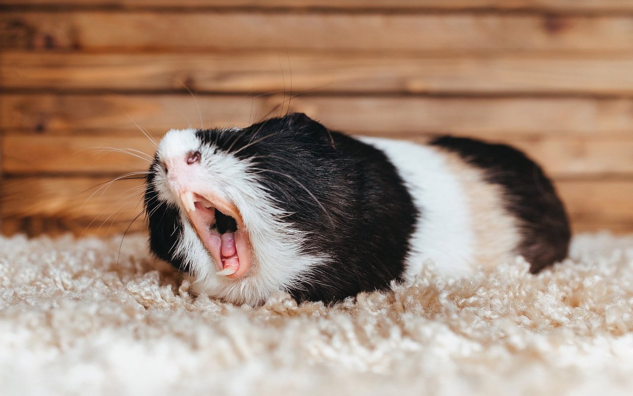 Auch Meerschweinchen brauchen ihren Schlaf: Die Tiere dösen in Intervallen von 10 bis 30 Minuten.