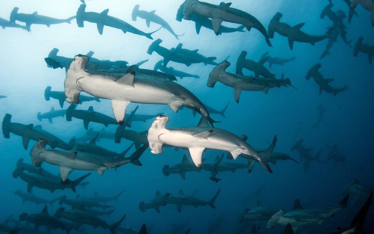 Hammerhaie können kleinere bis sehr grosse Gruppen (Schulen) bilden.