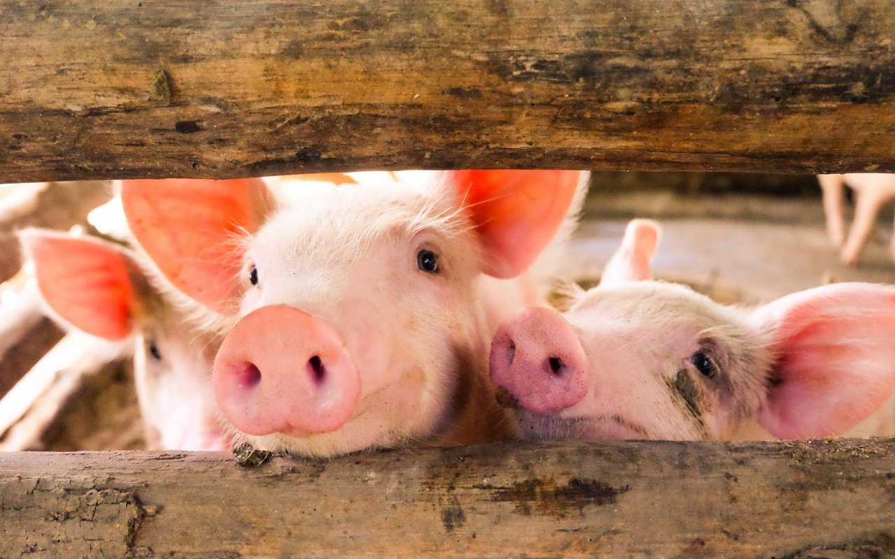 Schweine lösten einen Konflikt aus.