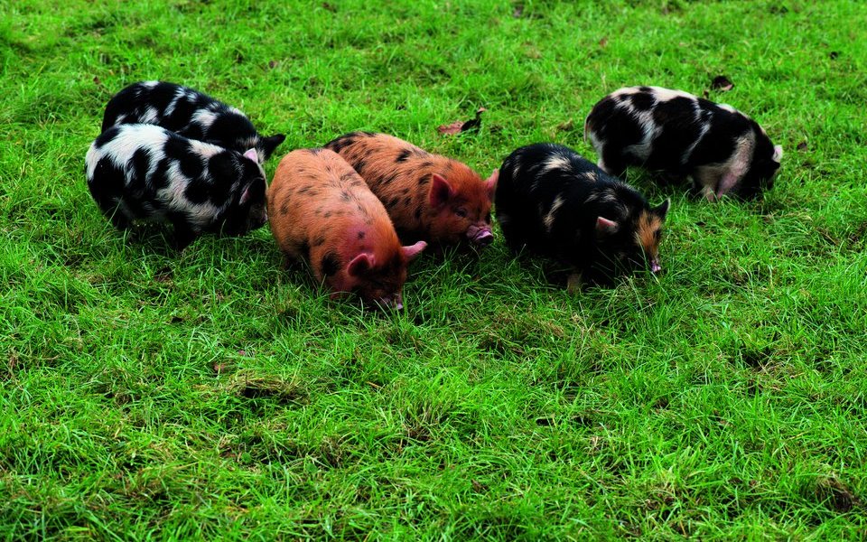 Kunekune-Schweine haben ihren Namen von den Maori.