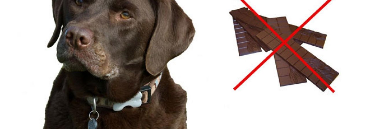 Schokolade ist für Hunde verlockend – und gefährlich.