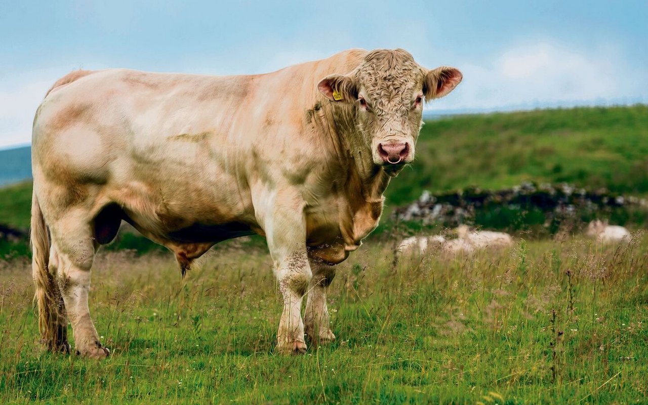 Charolais-Rinder sind eine mächtige Erscheinung. Dank ihrem hellbeigen Fell wirken sie dennoch edel.
