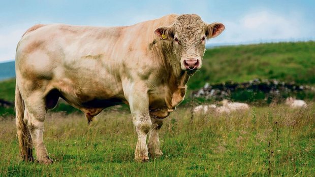 Charolais-Rinder sind eine mächtige Erscheinung. Dank ihrem hellbeigen Fell wirken sie dennoch edel.