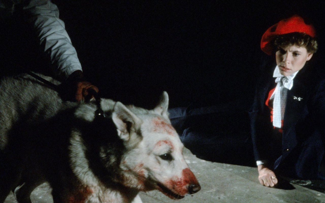 Samuel Fullers "White Dog" setzt den amerikanischen Rassismus in den Fokus und wurde in den USA lange nicht gezeigt.