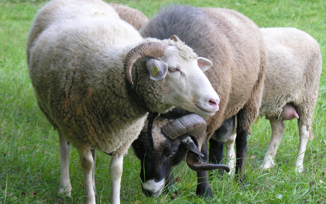 Die Weibchen besitzen oft ziegenartige Hörner.