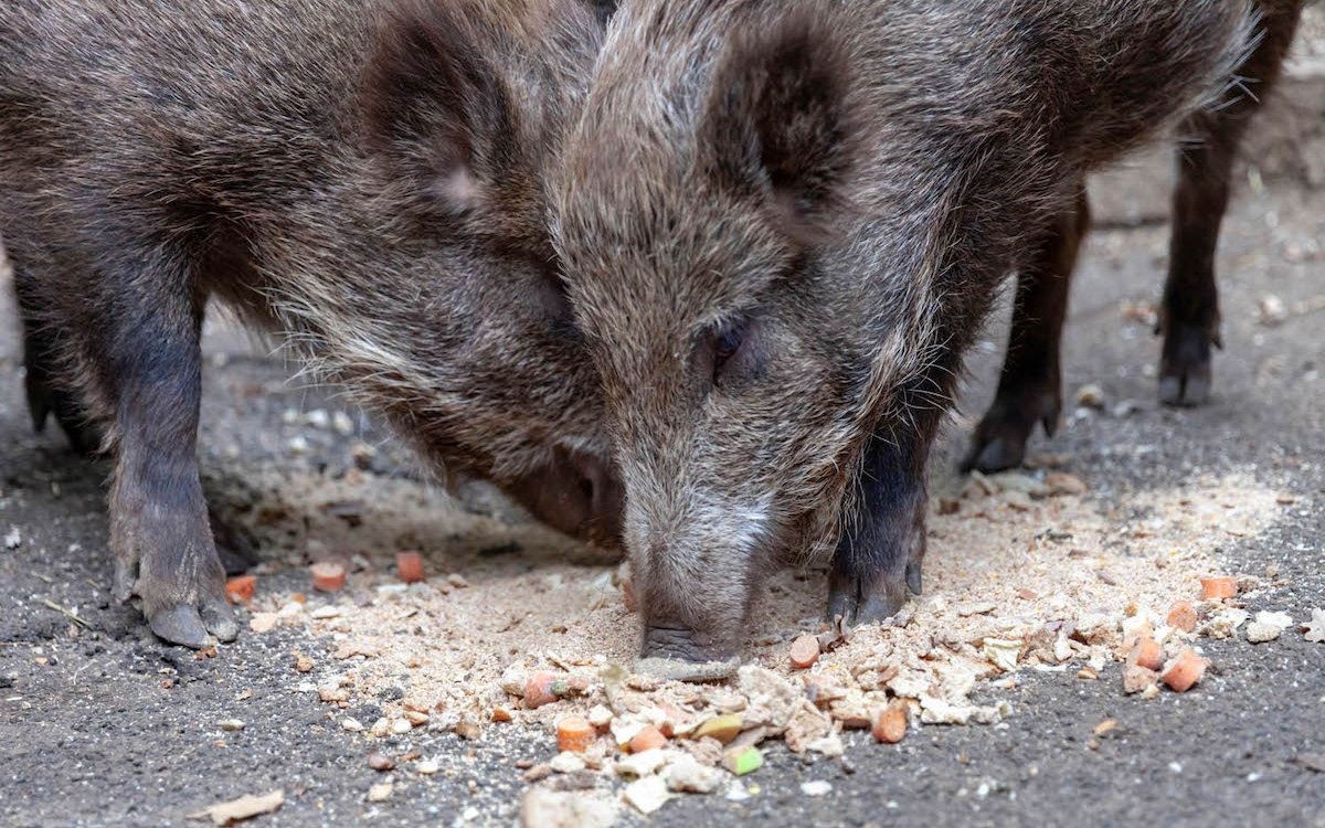 Im Tierpark Biel liegt der Fokus auf einheimischen Tieren wie diesen Wildschweinen. 