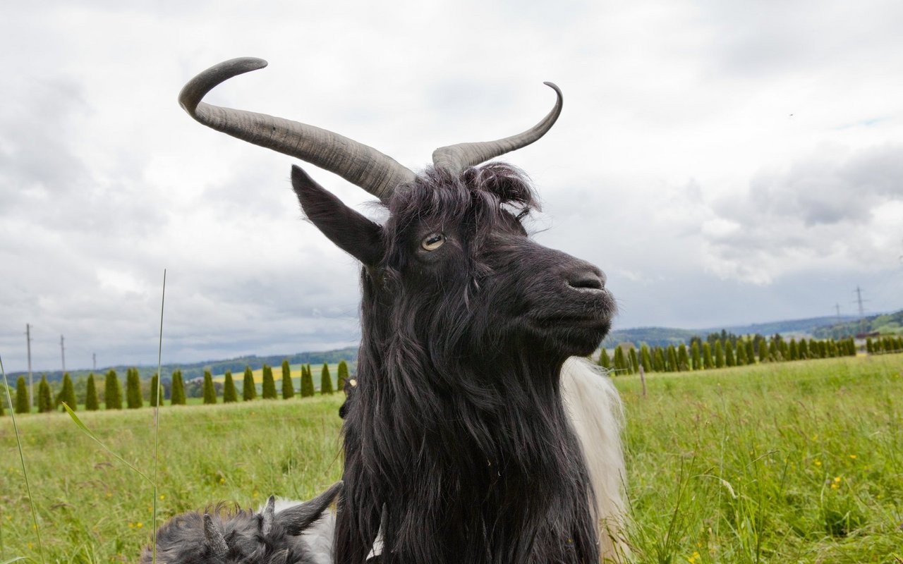 Alle Tiere dieser Rasse tragen Hörner. 