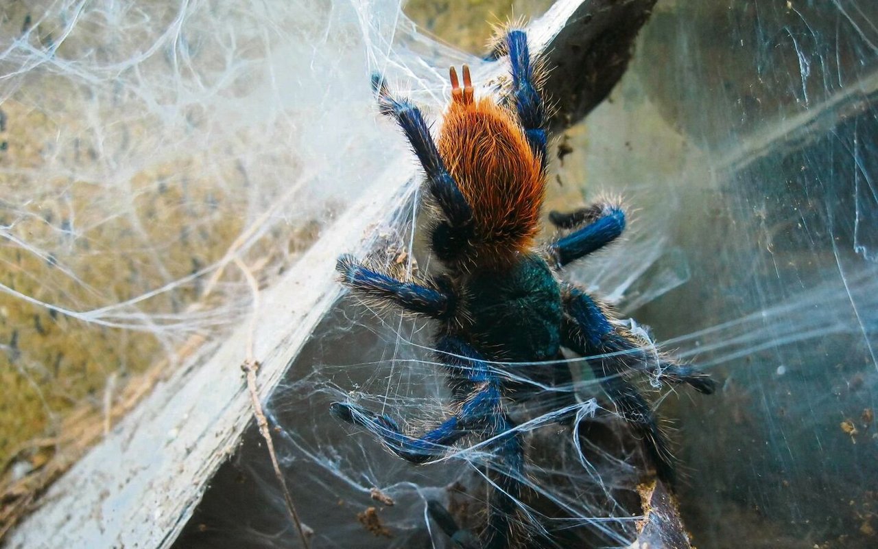 Vogelspinnen bauen keine Netze, nur manche spinnen sich ein Gespinst als eine Art Wohnhöhle. 