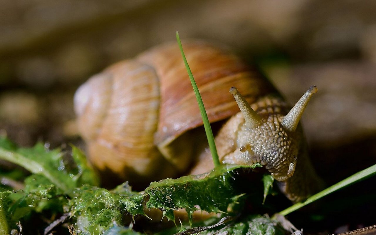 Die Weinbergschnecke ist die grösste und bekannteste Schnecke der Schweiz. 