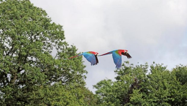 Dunkelrote Aras im Flug