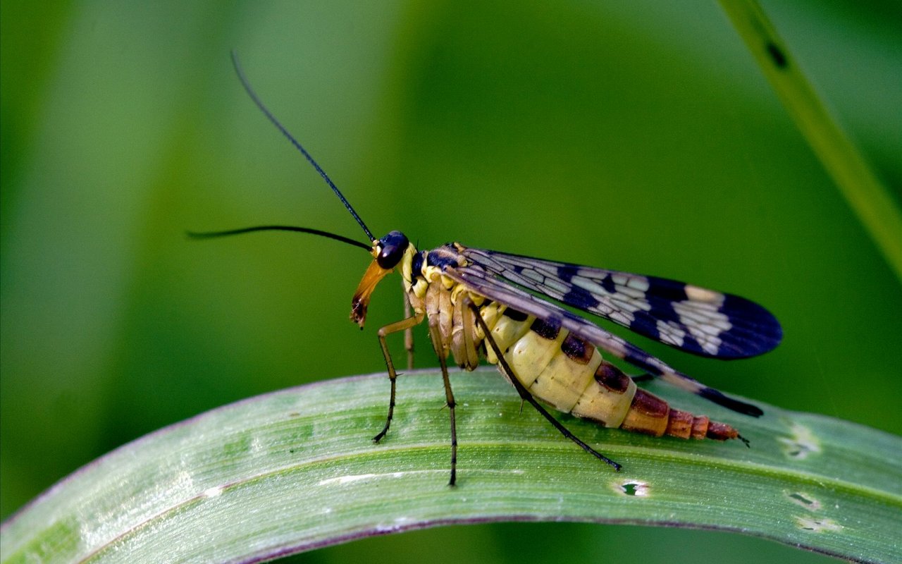 Gerade Insekten können schnell einmal bizarr aussehen. 